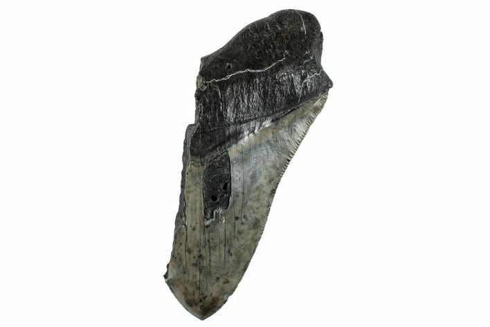Partial Fossil Megalodon Tooth - Serrated Blade #268648